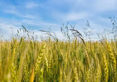 Barley