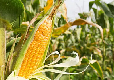 Corn