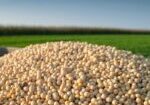 soybean.brazil