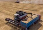 wheat-production