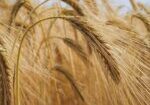 wheat.rus
